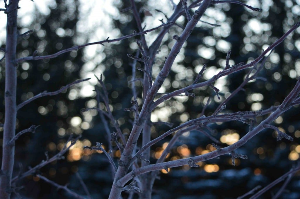 A tree at my home with the sunset
