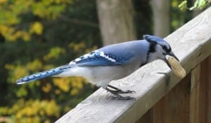 You take back what you said about the Blue Jays.