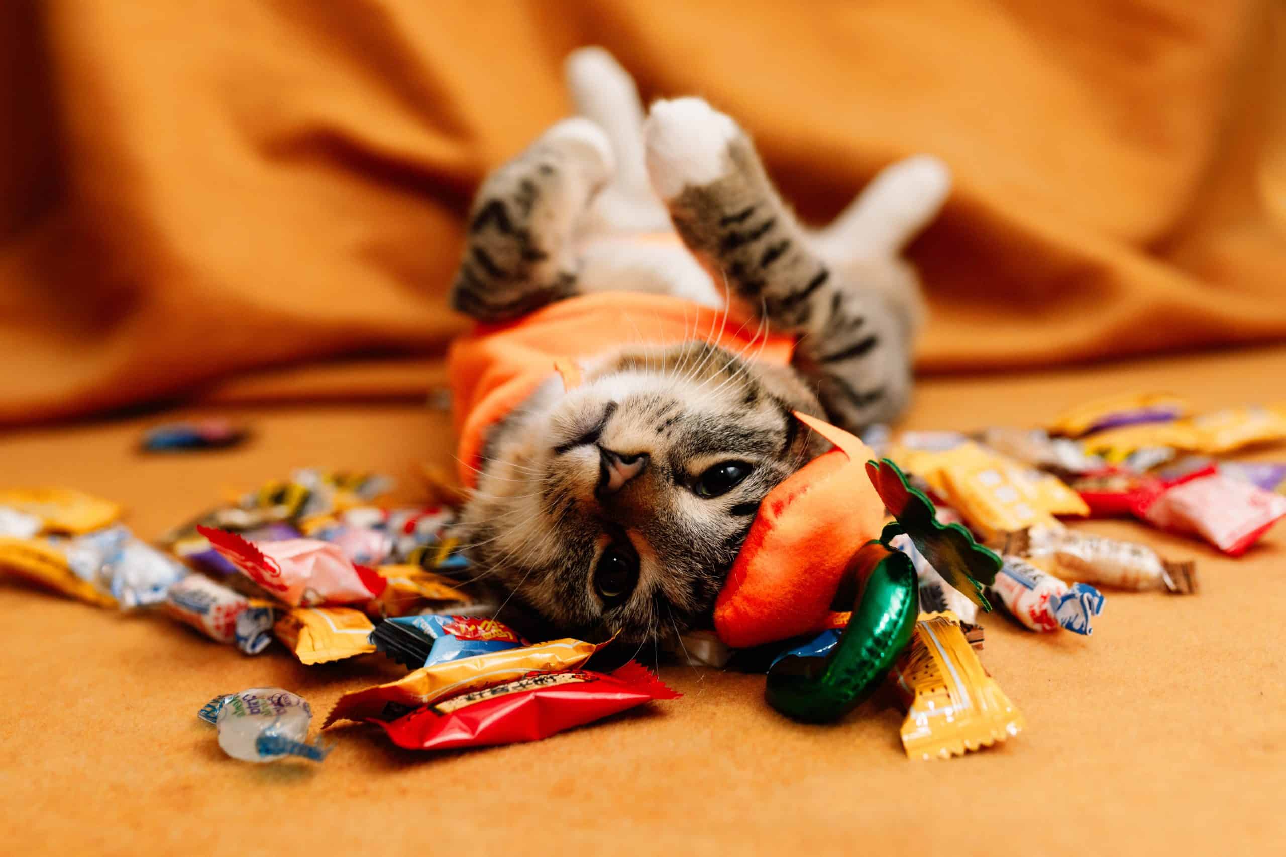 Excalipurr Cat Cafe needs community support