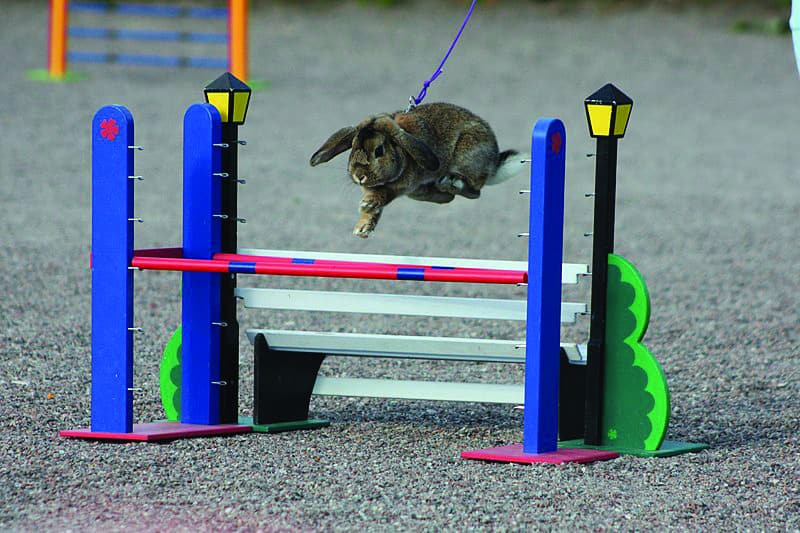 Looking into the sport of rabbit jumping – The Carillon