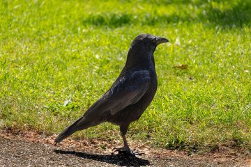 A crow stands on a dirt road in front of a grassy lawn.