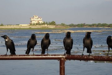 Six crows sit on a handrail in front of a multi-level house, separated by a swampy, marshy area with many other birds in the background.